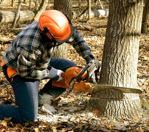 Tree Removal in Belmont, MA